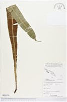 登錄號:BP01379藏品圖，第1張