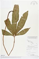 登錄號:BP01381藏品圖，第1張