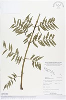 登錄號:BP01382藏品圖，第1張