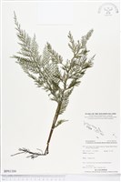 登錄號:BP01384藏品圖，第1張