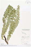 登錄號:BP01385藏品圖，第1張