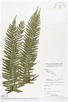 登錄號:BP01386藏品圖，第1張