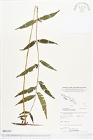 登錄號:BP01387藏品圖，第1張