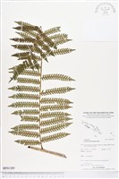 登錄號:BP01389藏品圖，第1張