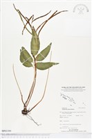 登錄號:BP01390藏品圖，第1張