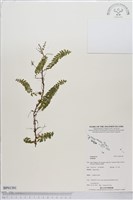 登錄號:BP01391藏品圖，第1張