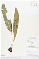 登錄號:BP01392藏品圖，第1張