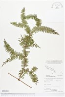 登錄號:BP01393藏品圖，第1張