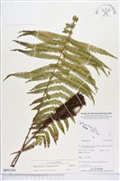 登錄號:BP01394藏品圖，第1張