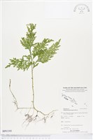 登錄號:BP01395藏品圖，第1張