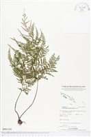 登錄號:BP01398藏品圖，第1張