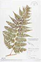 登錄號:BP01399藏品圖，第1張