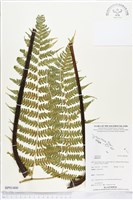 登錄號:BP01400藏品圖，第1張