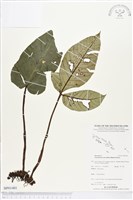 登錄號:BP01401藏品圖，第1張