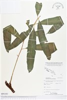 登錄號:BP01402藏品圖，第1張