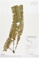 登錄號:BP01403藏品圖，第1張