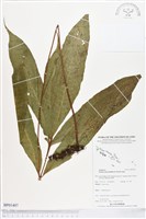 登錄號:BP01407藏品圖，第1張