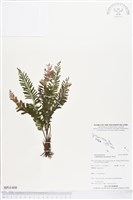 登錄號:BP01408藏品圖，第1張