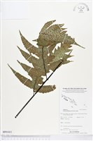 登錄號:BP01411藏品圖，第1張