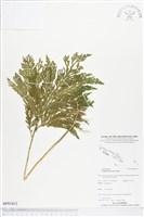 登錄號:BP01412藏品圖，第1張