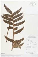 登錄號:BP01413藏品圖，第1張