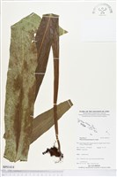 登錄號:BP01414藏品圖，第1張