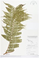 登錄號:BP01417藏品圖，第1張