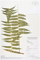 登錄號:BP01418藏品圖，第1張