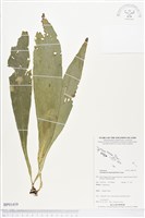登錄號:BP01419藏品圖，第1張