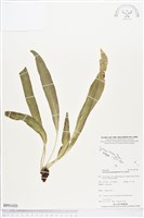 登錄號:BP01420藏品圖，第1張