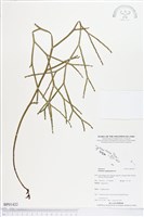 垂枝松葉蕨藏品圖，第1張