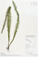 登錄號:BP01423藏品圖，第1張