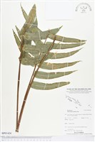 登錄號:BP01424藏品圖，第1張