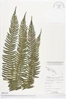 登錄號:BP01425藏品圖，第1張