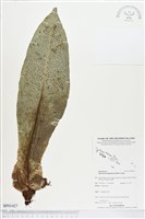 登錄號:BP01427藏品圖，第1張