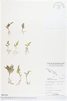 登錄號:BP01429藏品圖，第1張