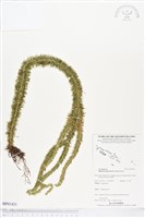 杉葉石松、展葉馬尾杉藏品圖，第1張