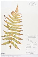 登錄號:BP01433藏品圖，第1張
