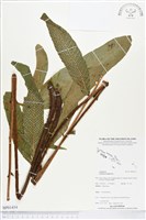 登錄號:BP01434藏品圖，第1張