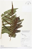 登錄號:BP01435藏品圖，第1張