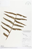 毛葉腎蕨藏品圖，第1張