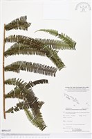 登錄號:BP01437藏品圖，第1張