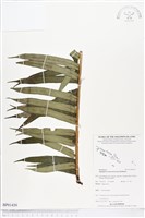 蘭嶼觀音座蓮藏品圖，第1張