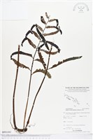 登錄號:BP01441藏品圖，第1張