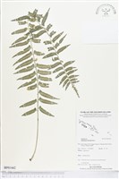 鈍齒鐵角蕨藏品圖，第1張