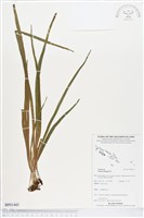 唇邊書帶蕨藏品圖，第1張