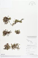 團扇蕨藏品圖，第1張