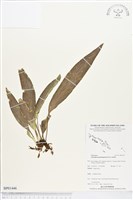 登錄號:BP01446藏品圖，第1張