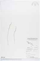 分枝莎草蕨藏品圖，第1張