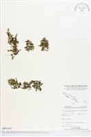 短柄單葉假脈蕨藏品圖，第1張